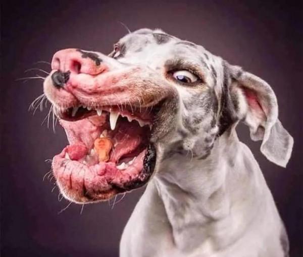 攝影師捕捉到的狗狗搶食的嘴臉，你還覺得它們可愛嗎？