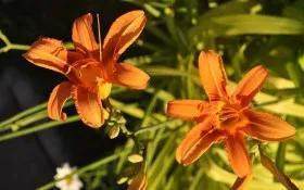 詠菊七絕三十首(30韻) 詠菊七絕三十首(30韻)