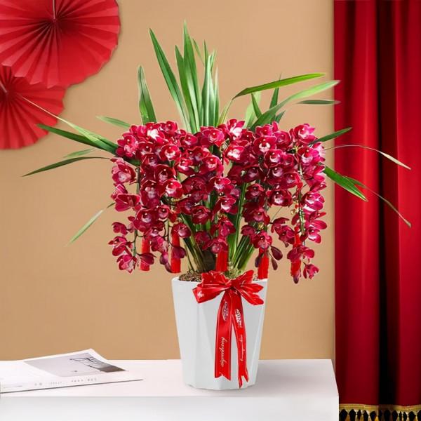 7種“富貴花”，平時一般般，過年才開花，擺家裡，好運連連