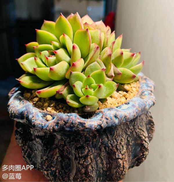 今天聊一聊多肉月亮石的養護小知識！這幾點一定要記