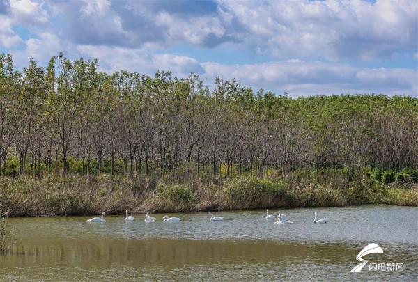 組圖丨今年首批越冬大天鵝飛抵威海榮成