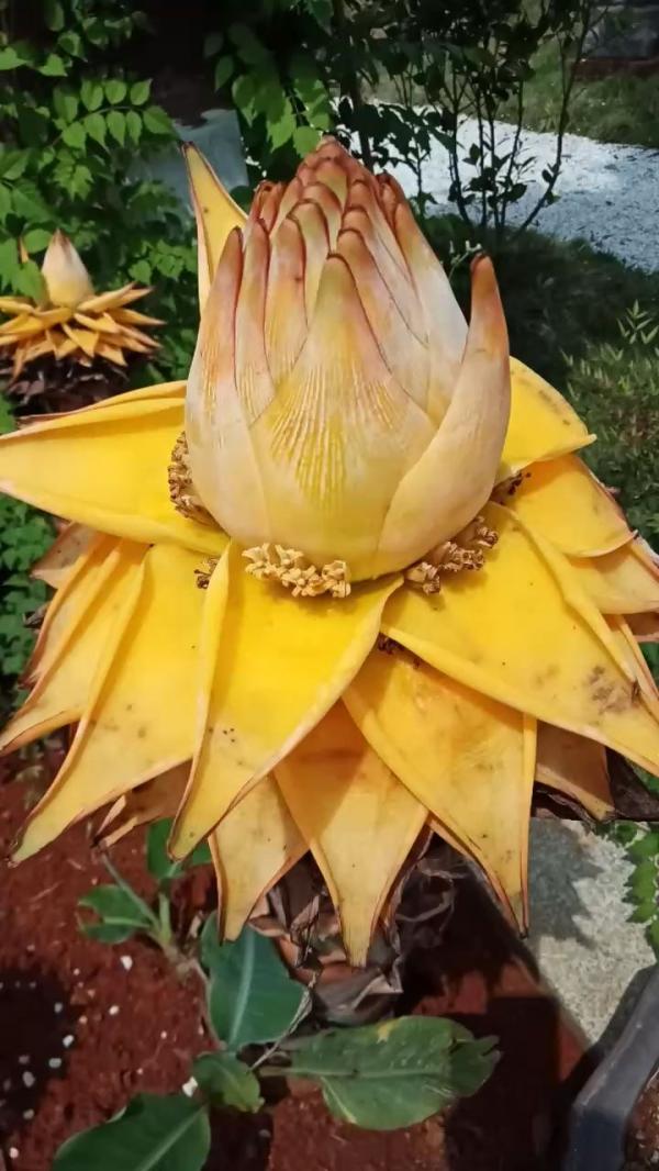 7種“長久花”，長得快開花多，曬曬太陽，連續開花