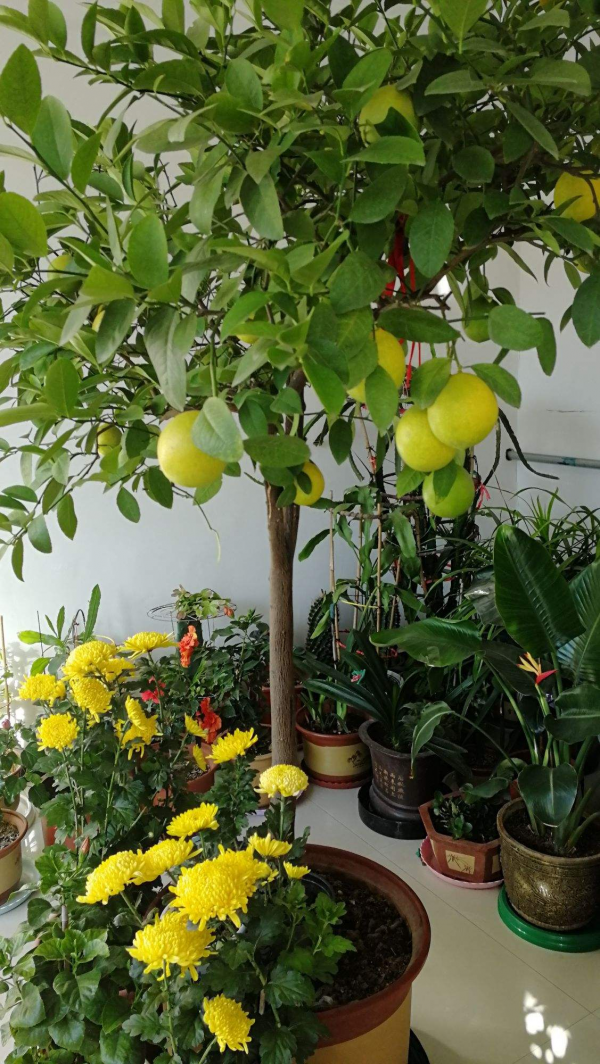 冬天養一棵檸檬盆栽,開花滿屋子都是香味,入冬後“碩果累累” 冬天養一棵檸檬盆栽,開花滿屋子都是香味,入冬後“碩果累累”