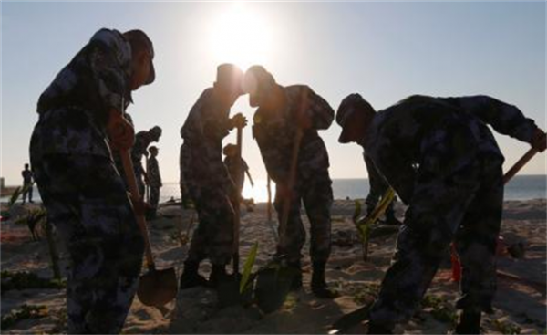 24年前在西沙中建島栽了一棵椰子樹，如今長成了啥樣？