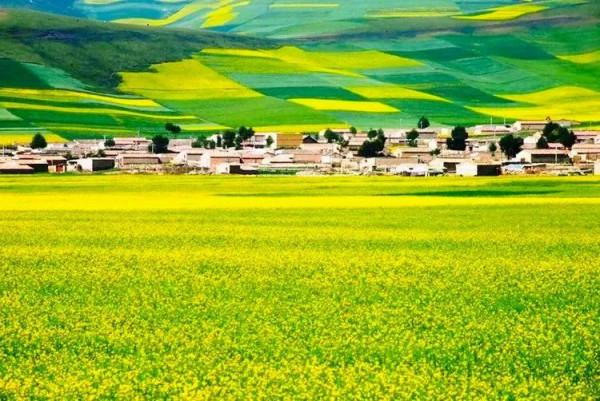 分享：油菜花海，芳香四溢，景色宜人，令人陶醉