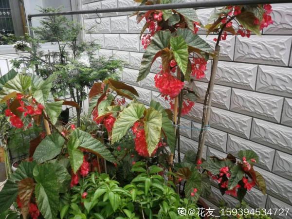 1種花俗稱“搖錢樹”,滿盆長滿小元寶,大吉大利,好看吉祥 1種花俗稱“搖錢樹”,滿盆長滿小元寶,大吉大利,好看吉祥