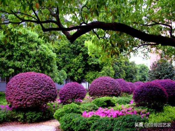 盤點15種適合庭院的彩葉植物，好看的庭院都需要一點不一樣的色彩