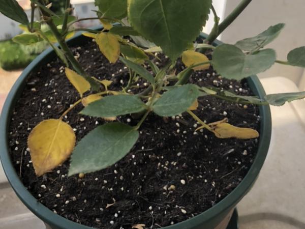 月季黃葉8大原因,找對竅門,解決黃葉很簡單 月季黃葉8大原因,找對竅門,解決黃葉很簡單