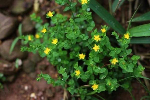 3種田邊常見的野草，以前農村隨處可見，如今數量稀少，值得保護