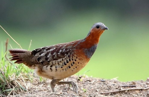 東江攬勝:收集常見鳥類圖譜之陸禽篇,攝鳥人自留地,建議收藏 東江攬勝:收集常見鳥類圖譜之陸禽篇,攝鳥人自留地,建議收藏