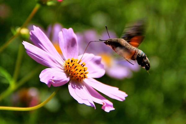 邂逅秋日波斯菊展