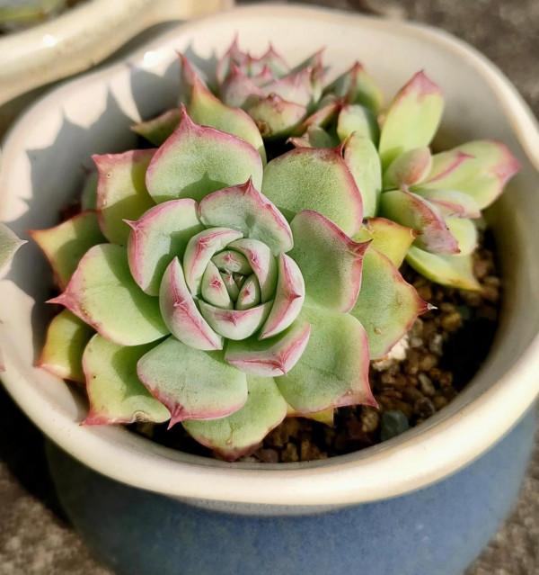 回應昨天很多頭條朋友的問題，整理多肉養護的一點心得提供給大家