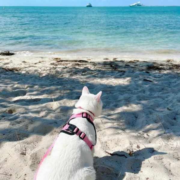 超可愛的看門貓：6歲貓咪每天都蹲在家門口，迎接每一個到訪的人