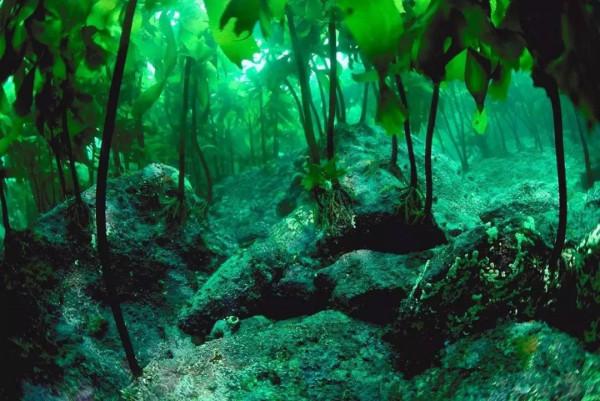 不講道理的天敵相剋:一物降一物,來看看海洋生物的食物鏈 不講道理的天敵相剋:一物降一物,來看看海洋生物的食物鏈