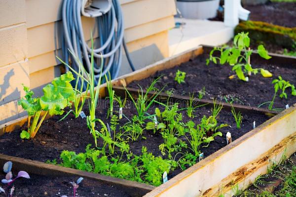 什麼是種植床？種植床種菜的優點和缺點，我個人的經驗分享