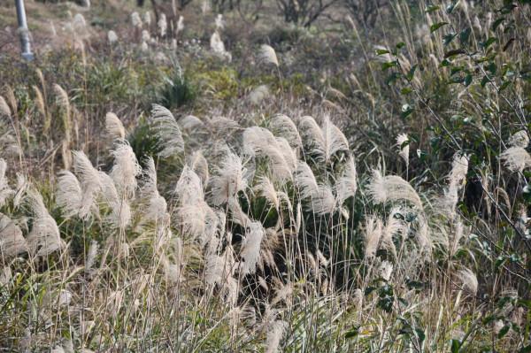 半野釣——山頂的魚塘