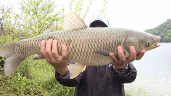 野釣經驗談之一 春天更要釣草 論釣草的重要性 野釣經驗談之一 春天更要釣草 論釣草的重要性