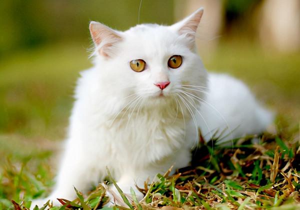 貓咪抗凍排行榜：最“不怕冷”的6種貓，不用擔心它們被凍著