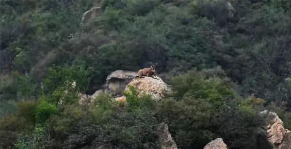 Qing聽丨北京物種多樣性調查：斑羚已到十三陵 華北豹何時回京？