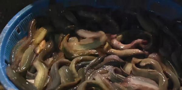 80後小夥返鄉養泥鰍養魚，一年賣出3000萬，帶領養殖戶共同致富