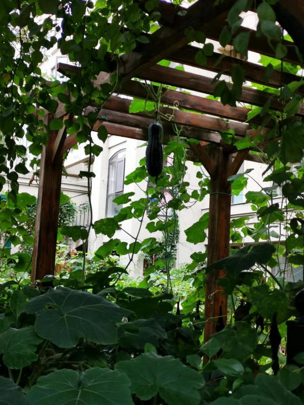 秋天,一方小院 秋天,一方小院