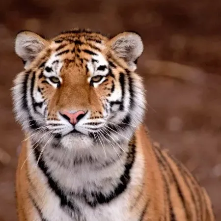 活動預告 &vert; 2022年神州荒漠野生動物園&OpenCurlyDoubleQuote;迎虎年、展虎威&rdquo;