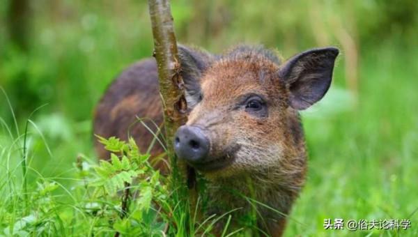 我國6省開放野豬捕獵期,明明是保護動物,為何要對它動真格? 我國6省開放野豬捕獵期,明明是保護動物,為何要對它動真格?