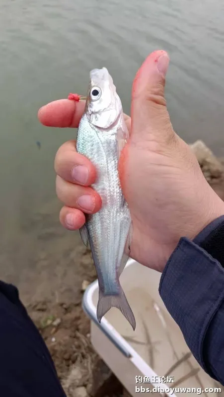 白刺手感太上頭，腥香酒米爆釣翹