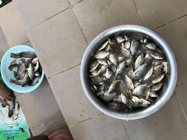 我在喀麥隆釣個魚玩