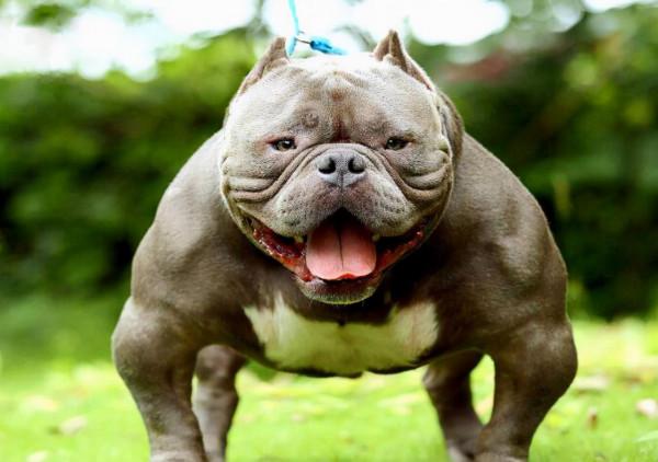 惡霸犬號稱犬界“愛馬仕”，價格為何這麼貴？它到底哪裡吸引人？