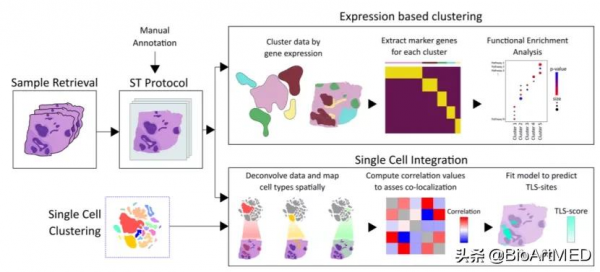 10x Genomics助力繪製HER2陽性乳腺癌空間轉錄組圖譜 10x Genomics助力繪製HER2陽性乳腺癌空間轉錄組圖譜