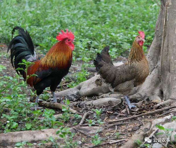 雞的品種與分類&mdash;&mdash;居然有這麼多品種？