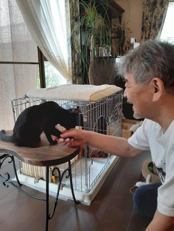 日本老爺爺救回一隻被烏鴉攻擊的小黑貓，擼貓半年人都變年輕了