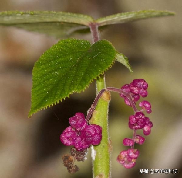 金皮樹葉有多毒?有人用它擦屁股後自殺,英國卻想研製生化武器 金皮樹葉有多毒?有人用它擦屁股後自殺,英國卻想研製生化武器