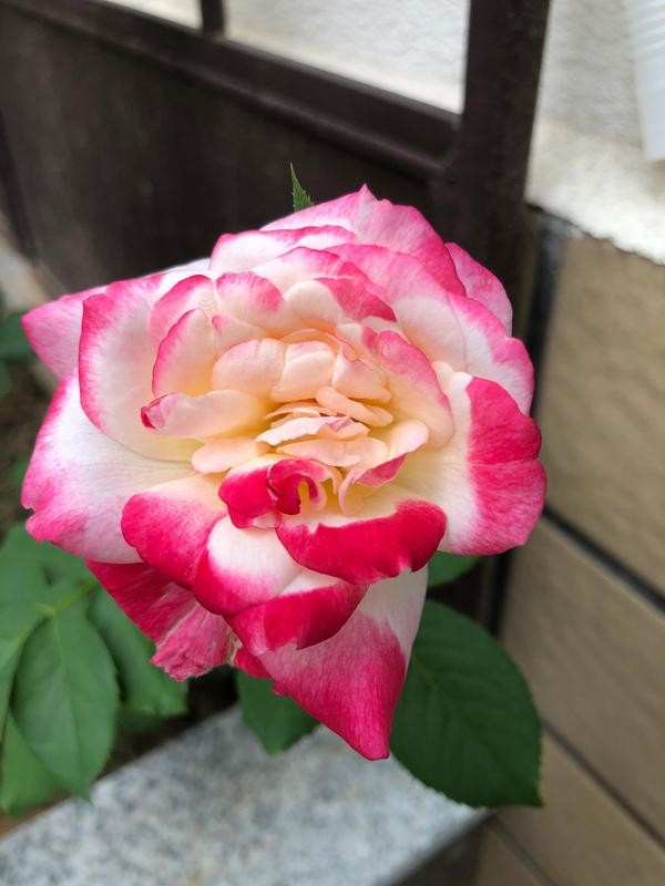 我種了80多種月季花