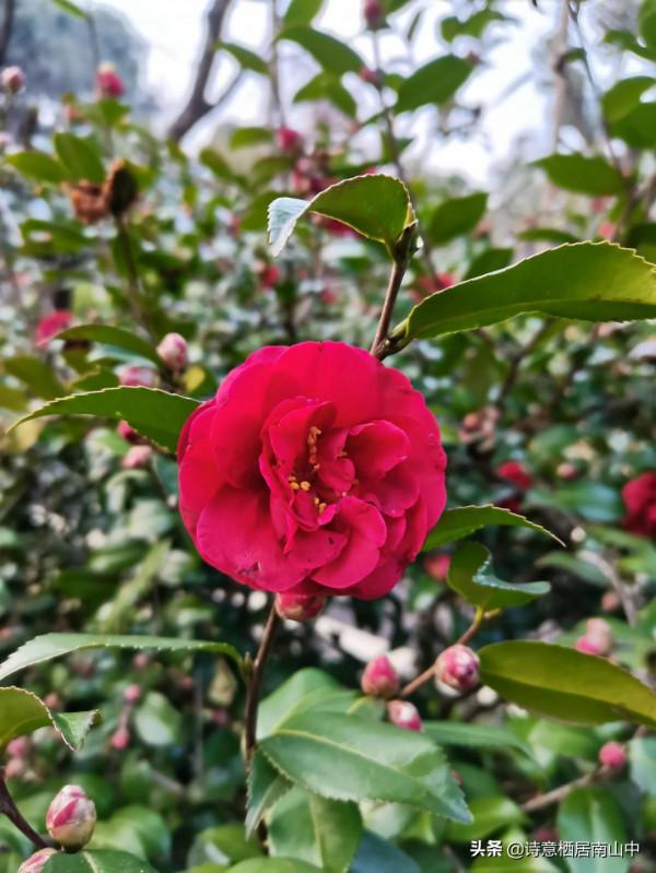 寒冬花展一一植物園百花爭迎春