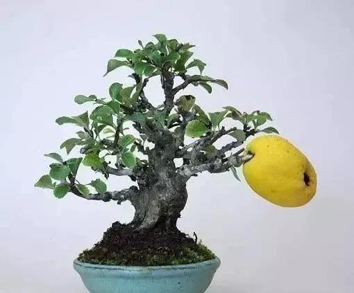 精美的袖珍盆景 精美的袖珍盆景