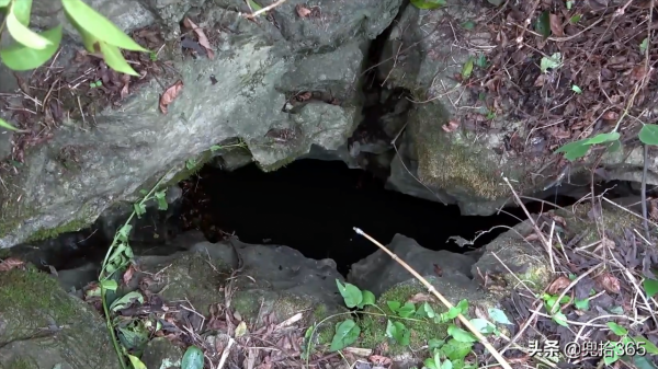 廣西夫妻倆雜草叢中野釣,小洞裡藏著米級大鯰魚,網友:專屬黑坑 廣西夫妻倆雜草叢中野釣,小洞裡藏著米級大鯰魚,網友:專屬黑坑