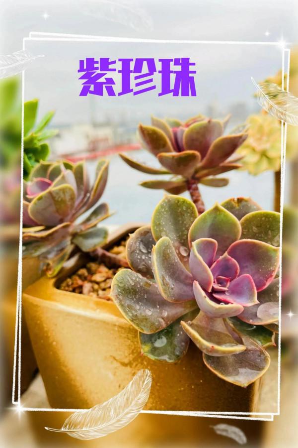 空中花園成就了我的夢想