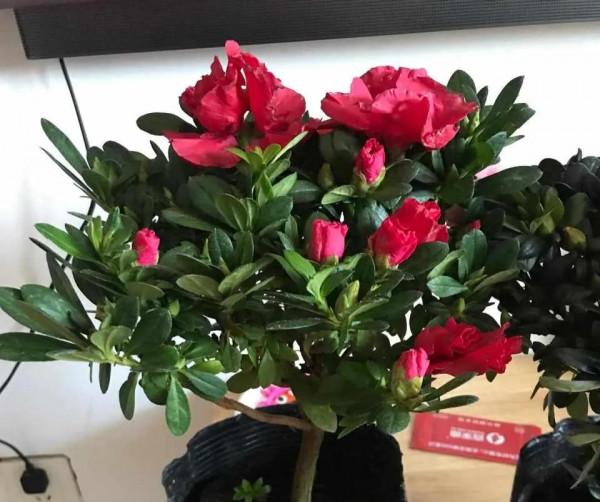 公認的4種一次性花,養護難度高,經驗少的朋友別入“坑” 公認的4種一次性花,養護難度高,經驗少的朋友別入“坑”