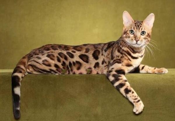 5種“昂貴”的貓，工薪族養不起，養得起的都是有錢人