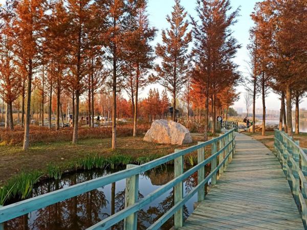 波光瀲灩水杉紅，層林盡染如畫中（之五）