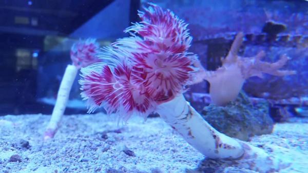 是誰，翻開青藏高原地層天書的扉頁？