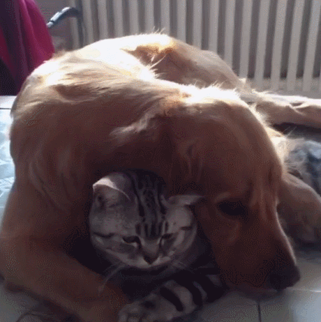 養貓和養狗的區別