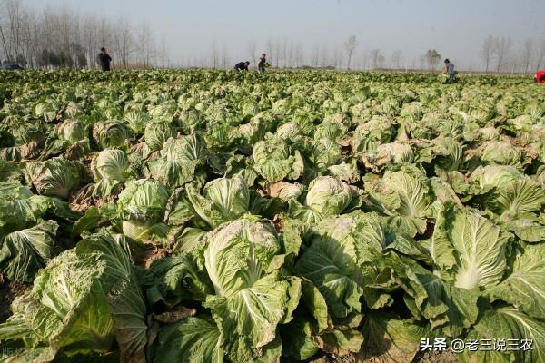 只要一把麥麩，解決白菜病蟲害問題！簡單3點，結球緊實，品質好