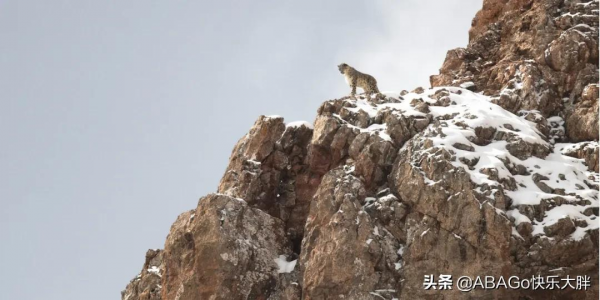 西藏雪豹的詩意凝視,一部非凡的野生動物紀錄片 西藏雪豹的詩意凝視,一部非凡的野生動物紀錄片