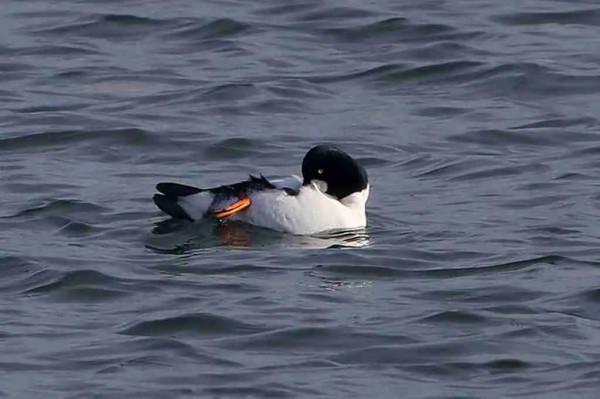 溼地鵲鴨亦風采