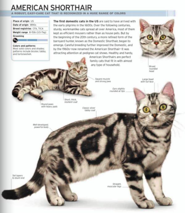 美國短毛貓丨銀虎斑