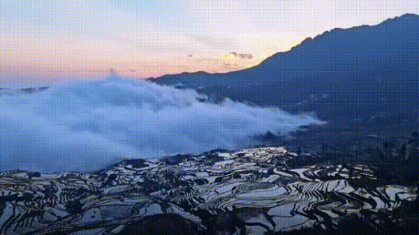 曾破吉尼斯世界紀錄！80萬畝花海齊綻放！這裡藏著國內最早的春天