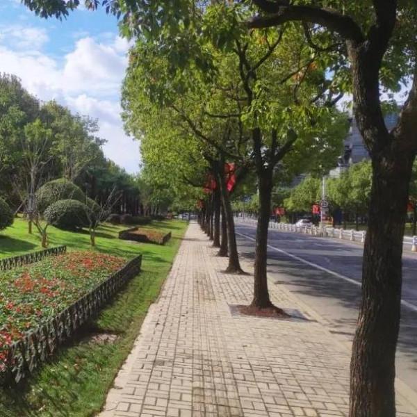 進博會開幕在即!綻放在道路、主題景點、花壇花境的限定美景來了→ 進博會開幕在即!綻放在道路、主題景點、花壇花境的限定美景來了→